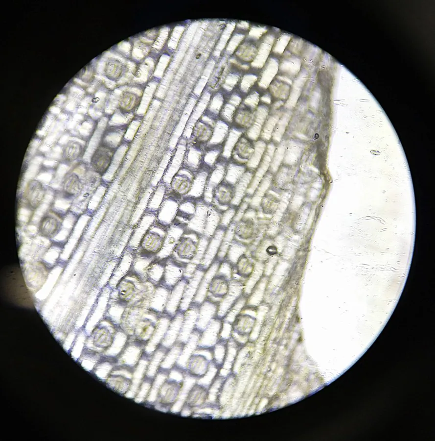 ムラサキツユクサの葉の表皮（裏面）に見られる気孔