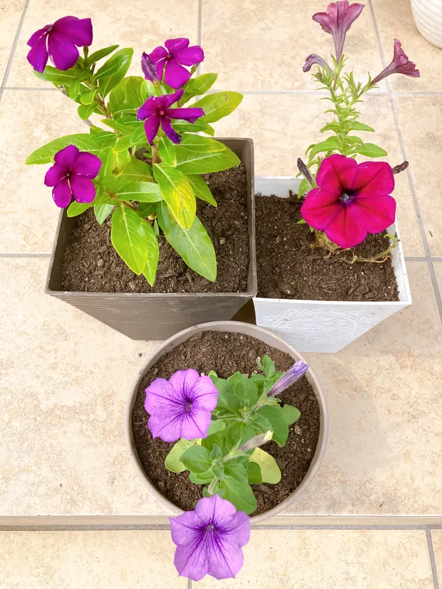 紫色の花（日々草・ペチュニア）