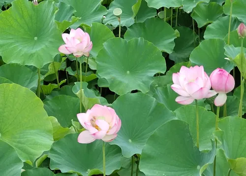ハスの花