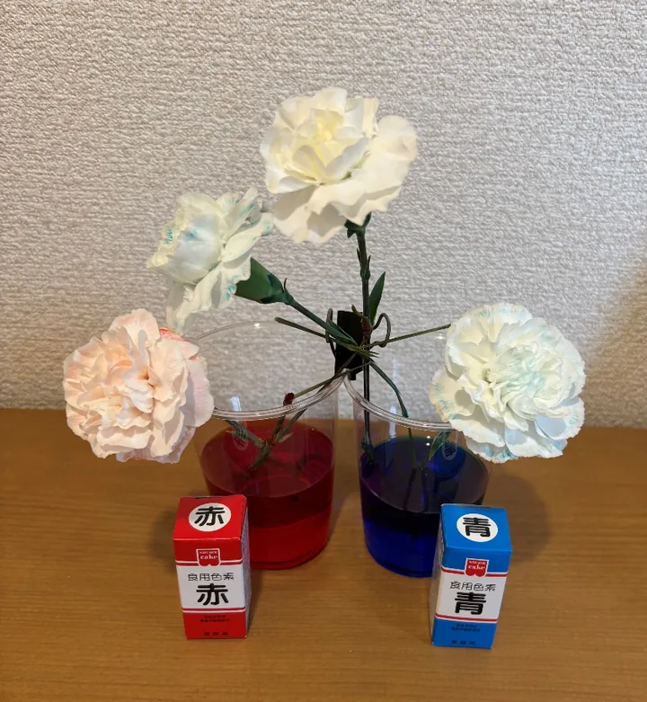 色水で染めたカラフルなカーネーション