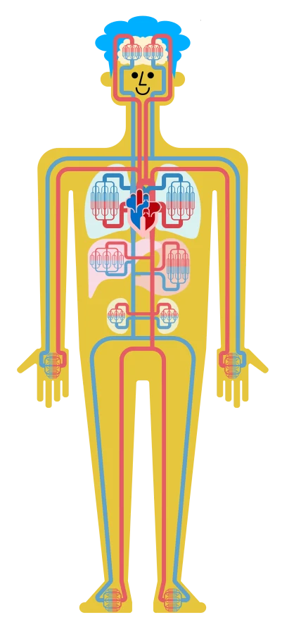 全身に血管が張り巡らされた人体のイラスト
