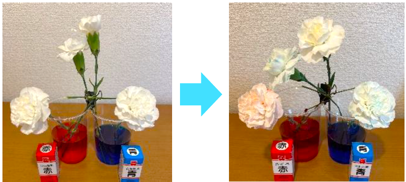 白いカーネーションの染色実験、第一弾