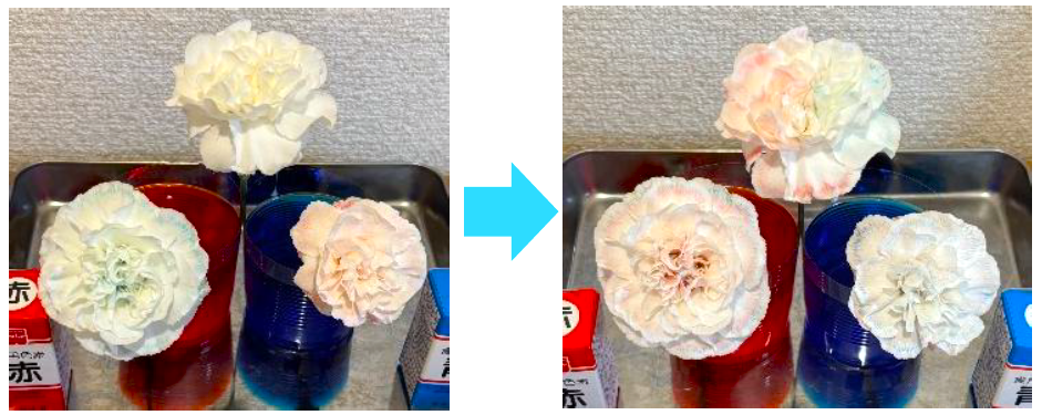 白いカーネーションの染色実験、第2弾